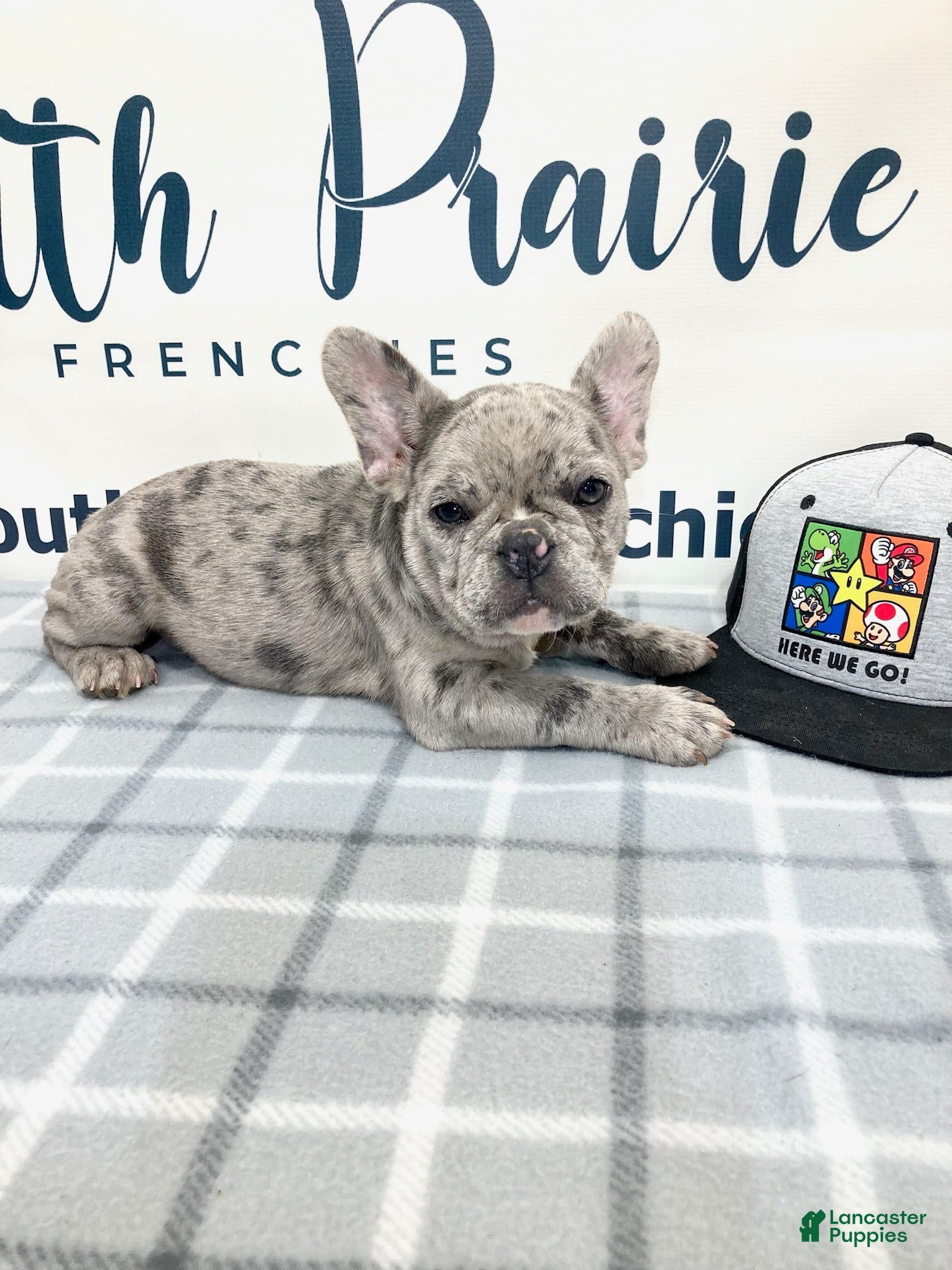 French Bulldog dogs Victor French Bulldog  - Ad 2