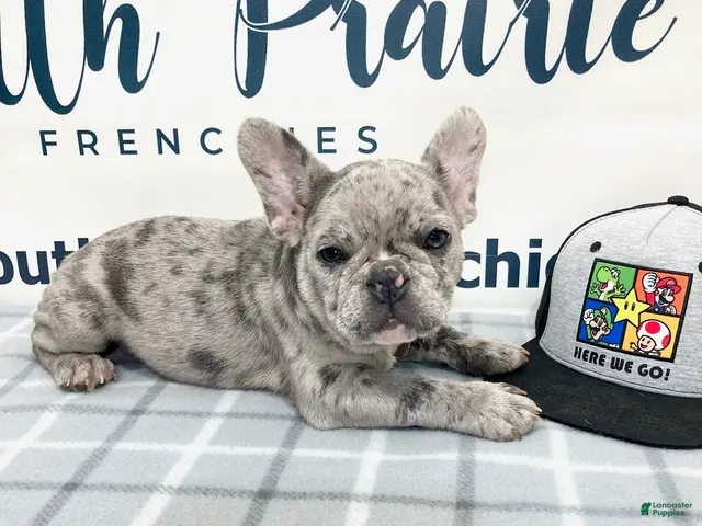 French Bulldog dogs for sale: Victor French Bulldog - Ad 2