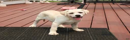 Labrador Retriever dogs for sale: Silvermist - Ad 3