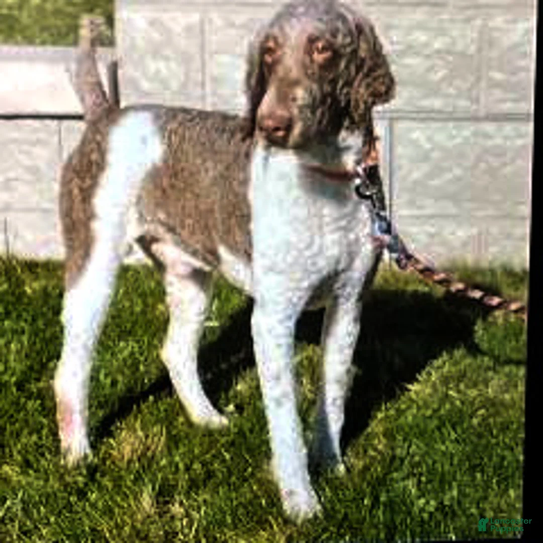 Bernedoodle dogs for sale: Heart - Ad 7