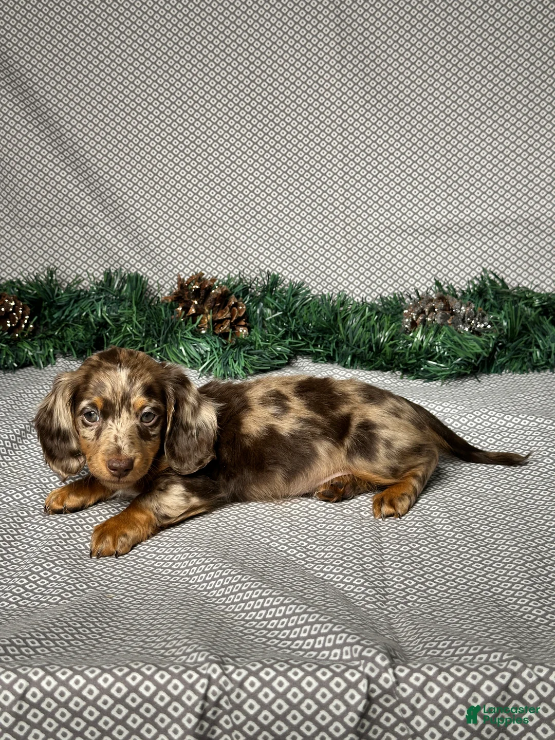 Miniature Dachshund dogs for sale: Zoey - Ad 4