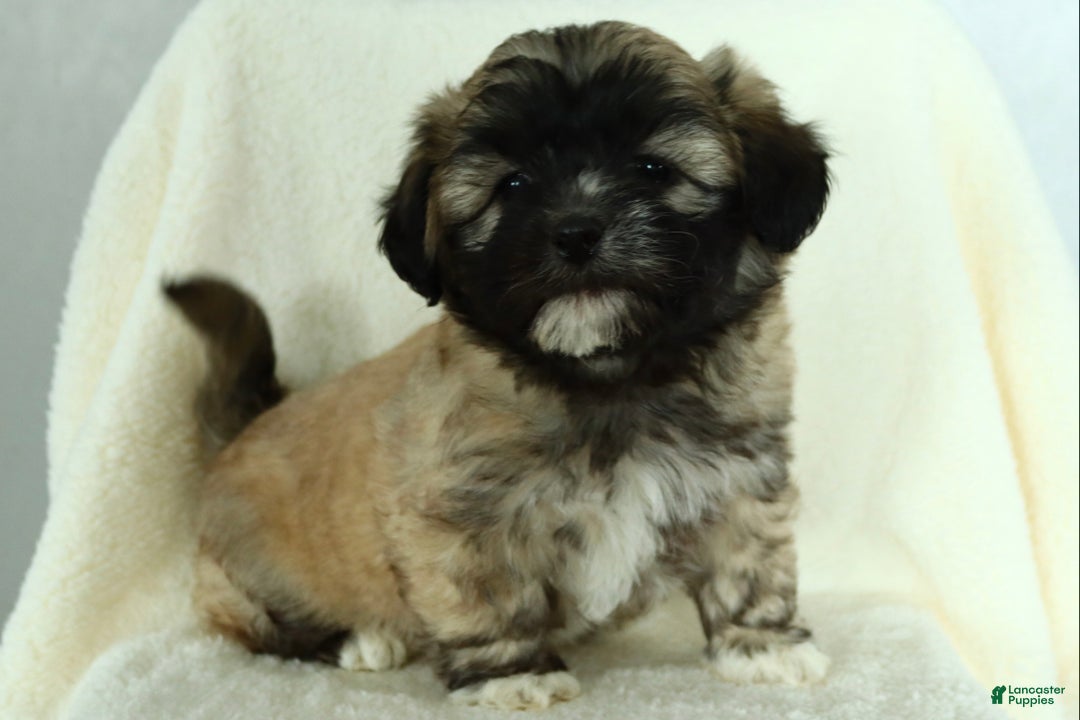 Teddy Bear dogs for sale: Diesel - Ad 4