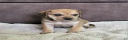 Puggle dogs for sale: Dixie - Ad 3