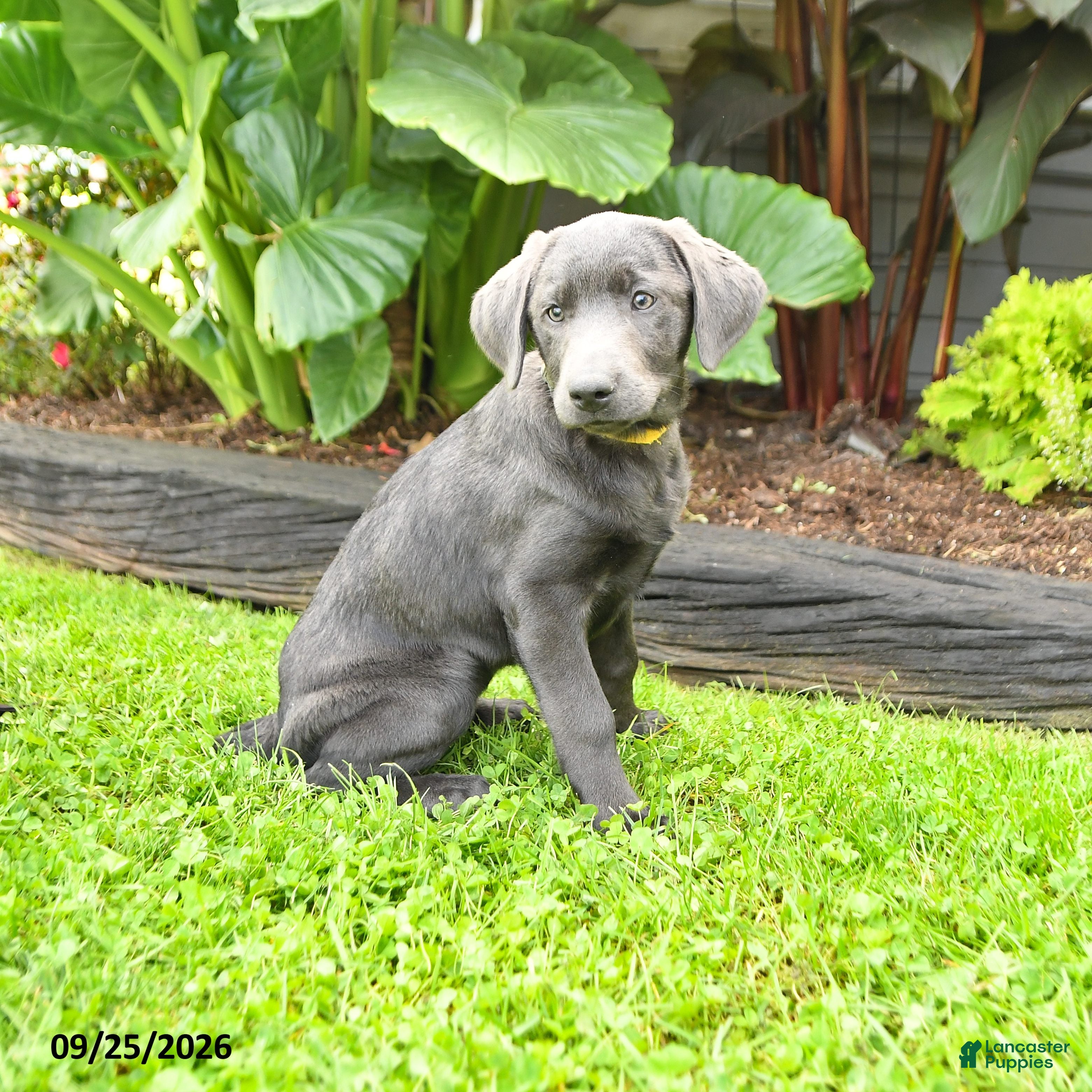 Labrador Retriever dogs Haven - Ad 2