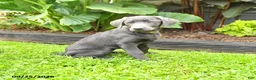 Labrador Retriever dogs for sale: Haven - Ad 2