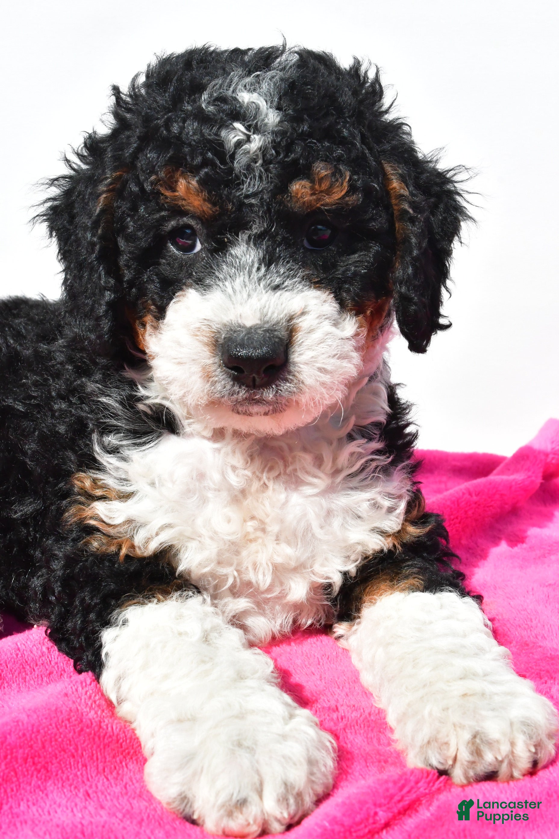 Mini Bernedoodle dogs Ashley - Ad 2