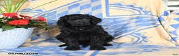 Standard Poodle dogs for sale: Visa - Ad 4