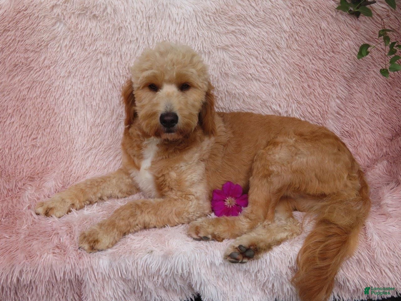 Mini Goldendoodle dogs River - Ad 2