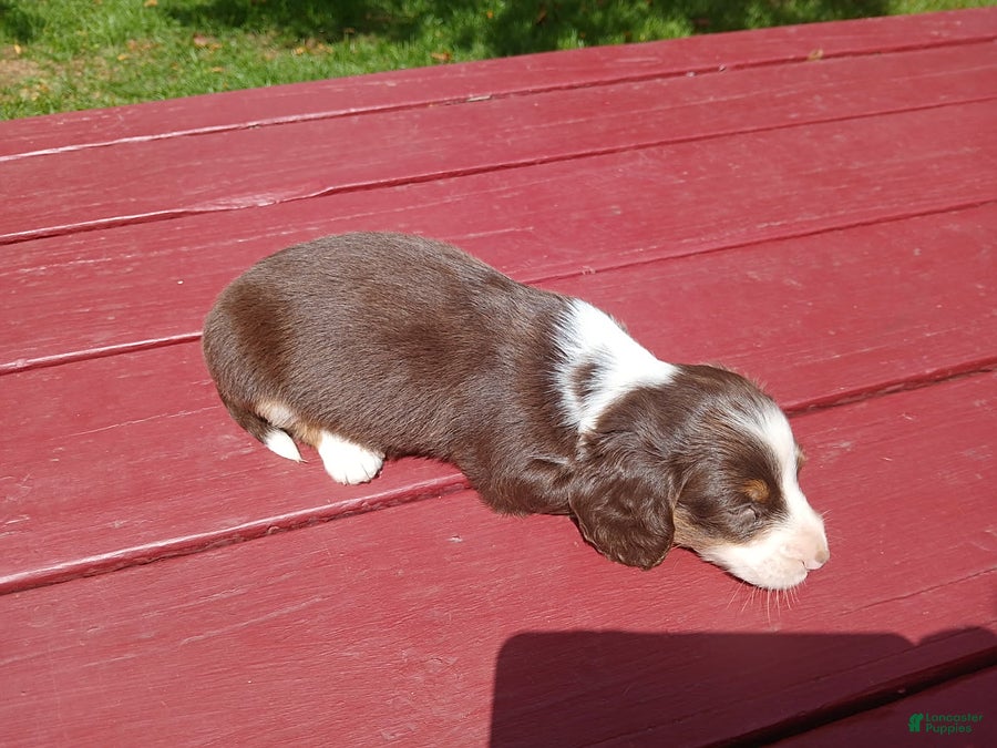 Miniature Dachshund dogs Carter - Ad 2