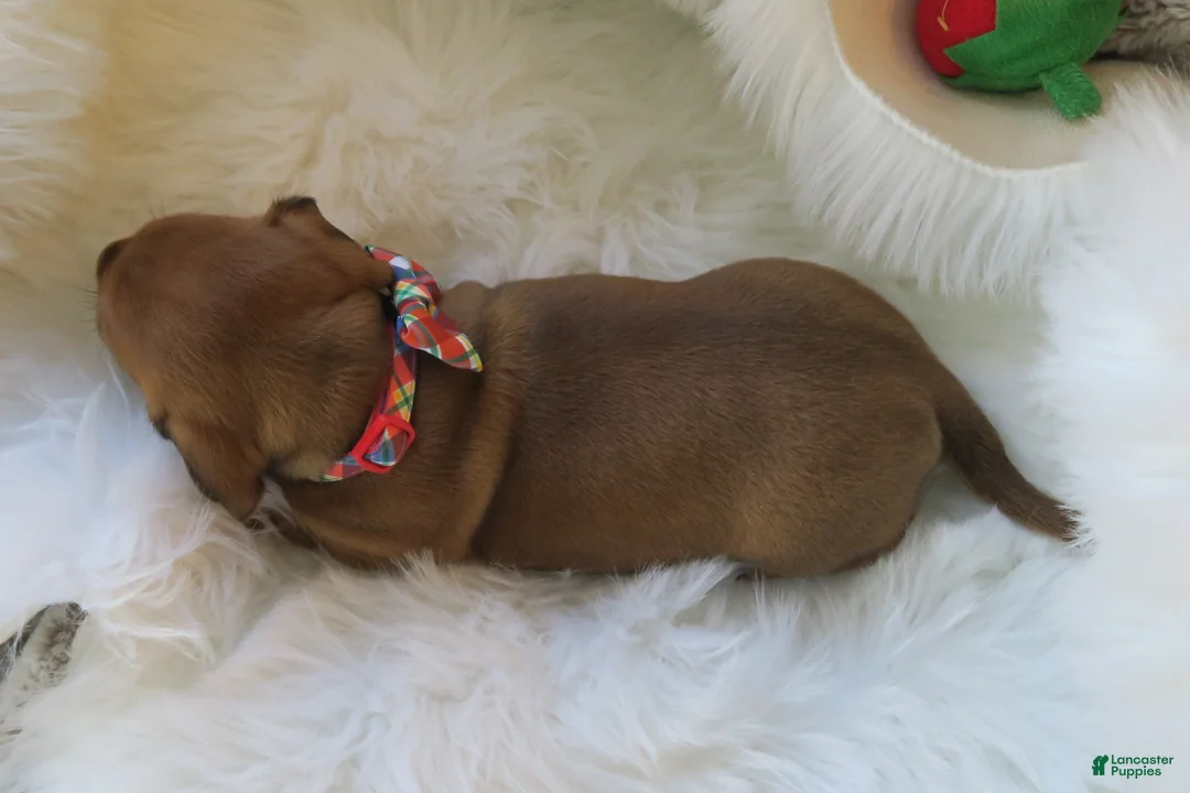 Dachshund dogs for sale: Finn - Ad 16