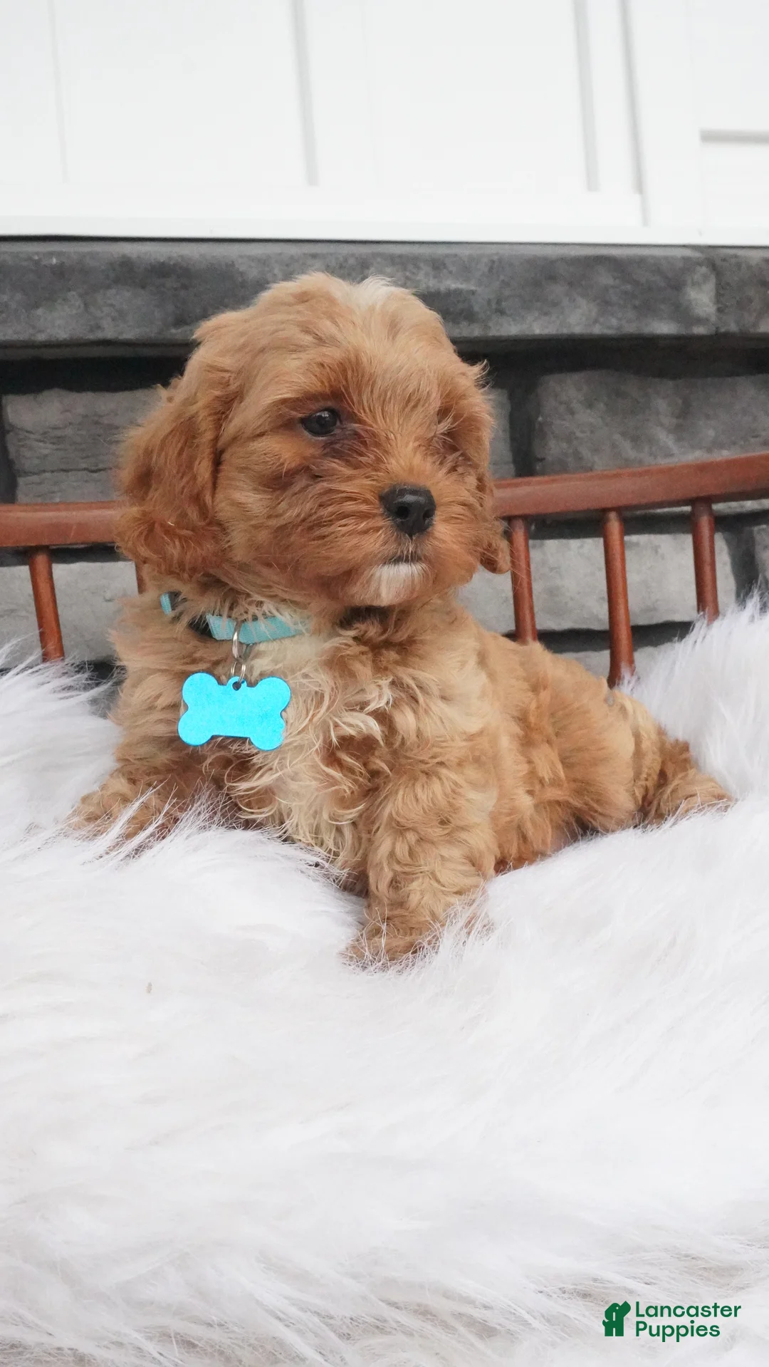 Cavapoo dogs for sale: Fritz - Ad 7