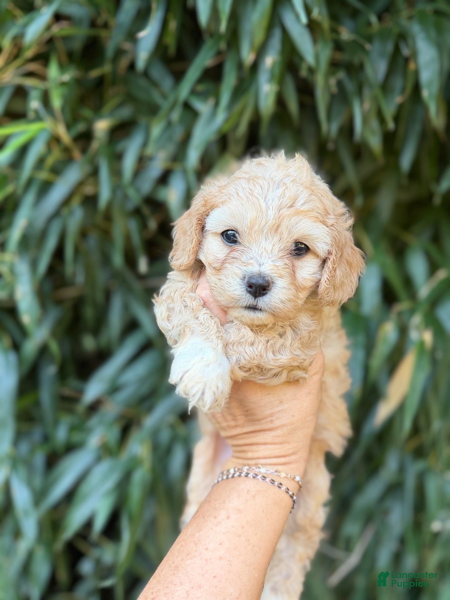 Cavachon dogs Cavachon 1 - Ad 35