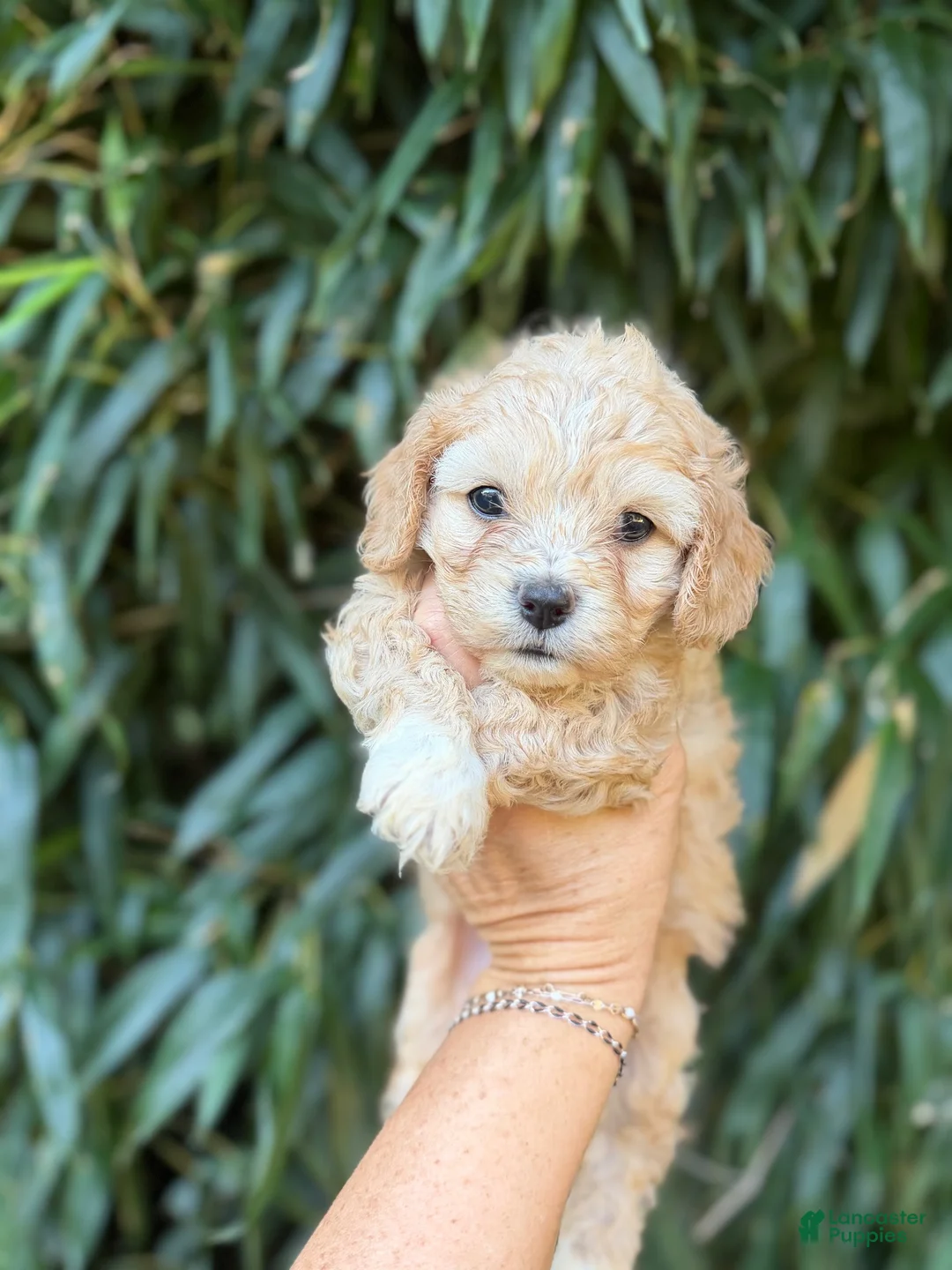 Cavachon dogs for sale: Cavachon 1 - Ad 1