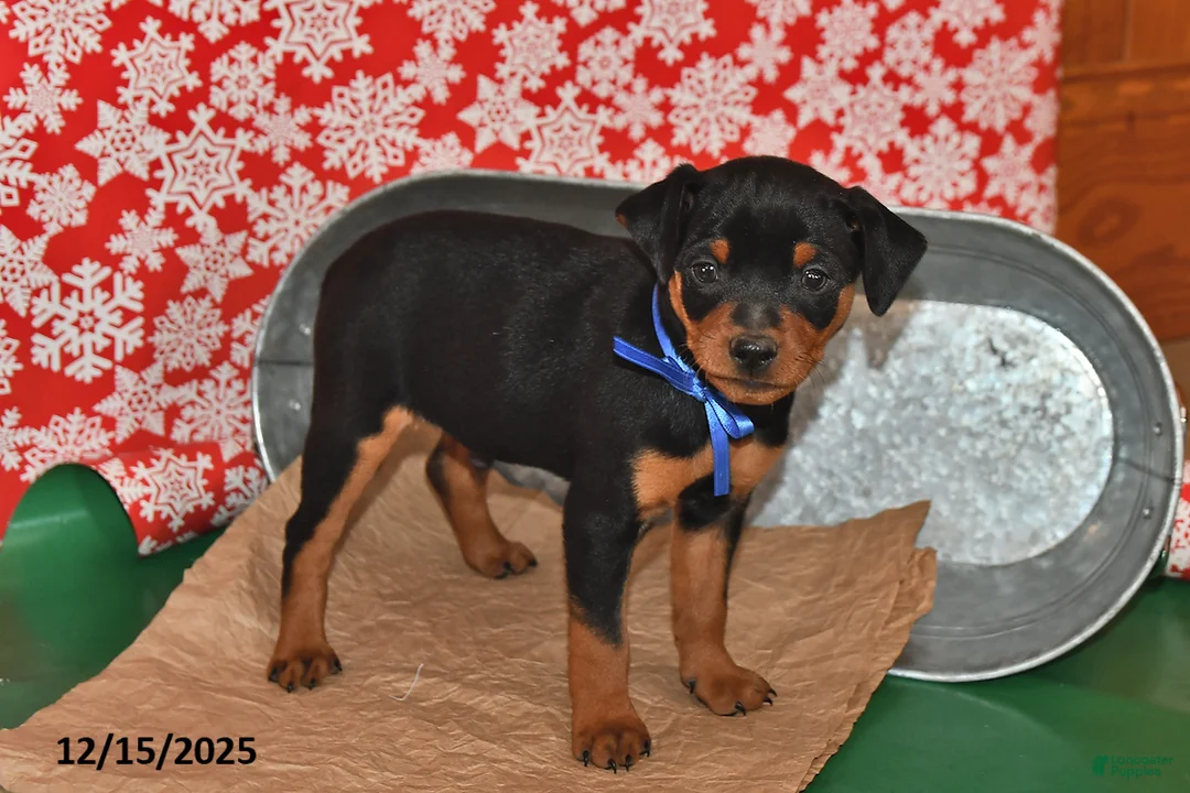 Miniature Pinscher dogs for sale: Denver - Ad 2