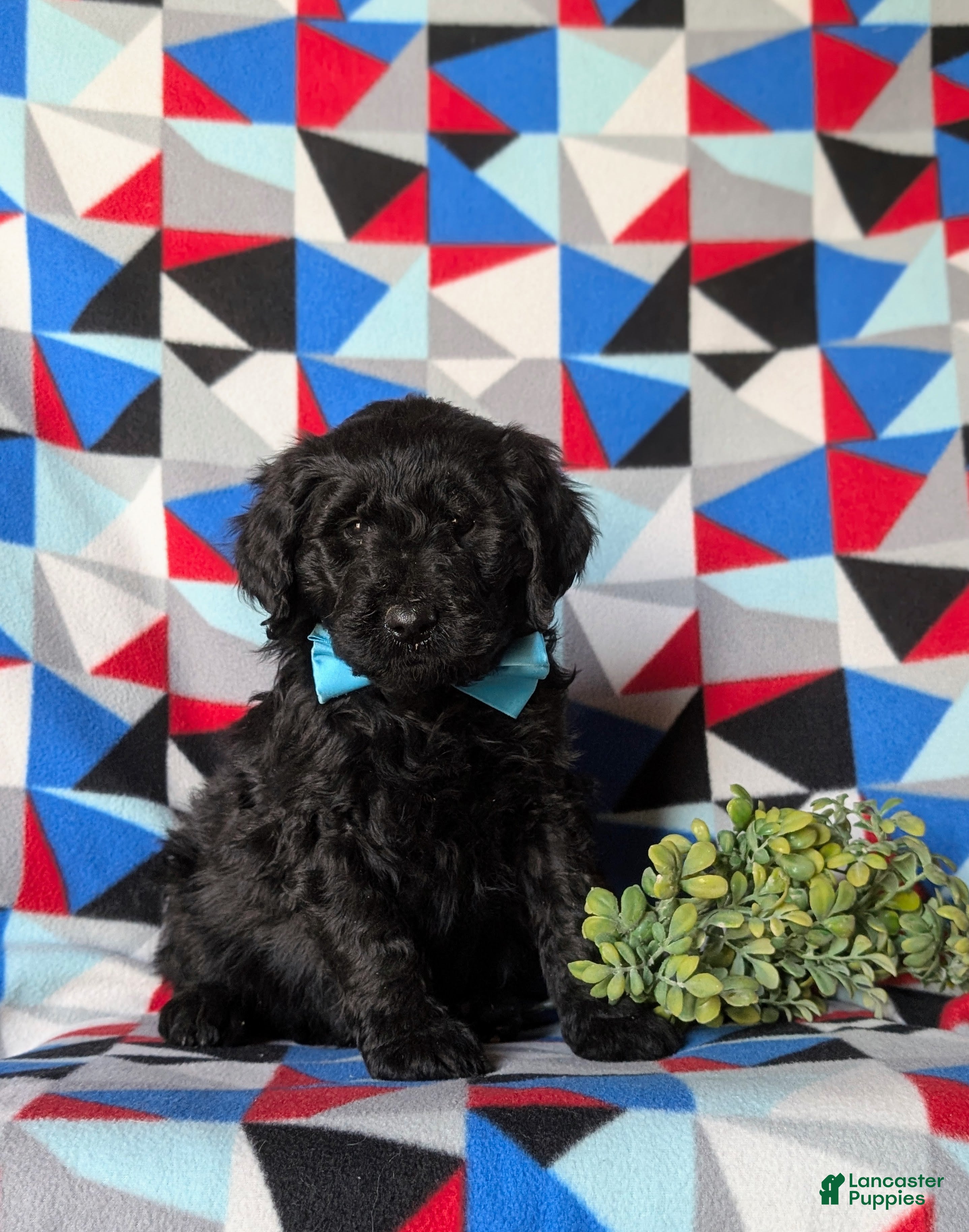 Goldendoodle dogs Davis Standard size Hypoallergenic - Ad 3