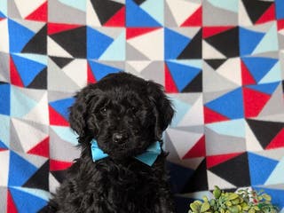 Goldendoodle dogs Davis Standard size Hypoallergenic - Ad 3