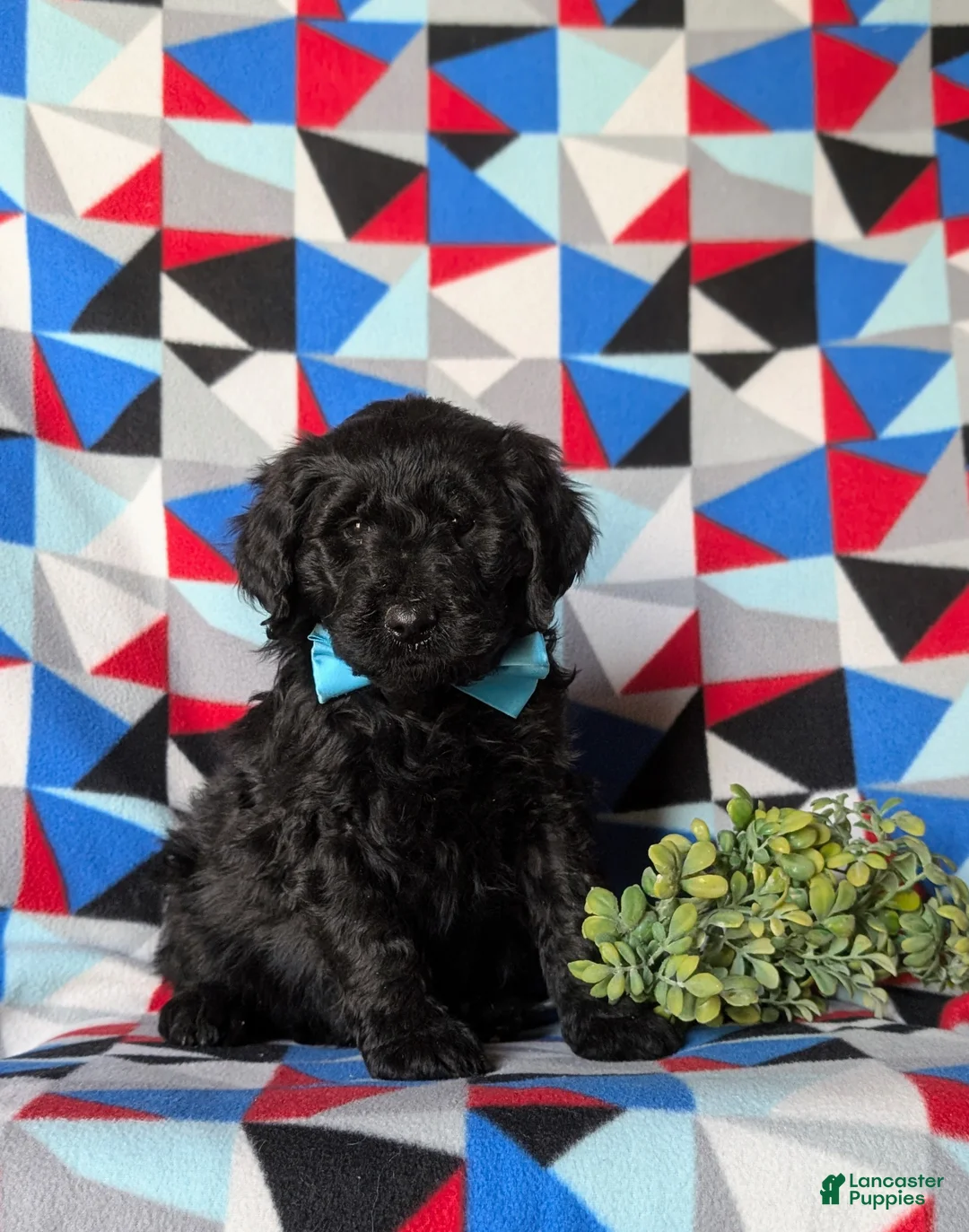 Goldendoodle dogs for sale: Davis Standard size Hypoallergenic - Ad 1