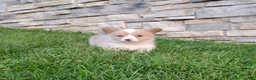 Welsh Corgi Pembroke dogs for sale: Welsh Corgi Pembroke 5 - Ad 3