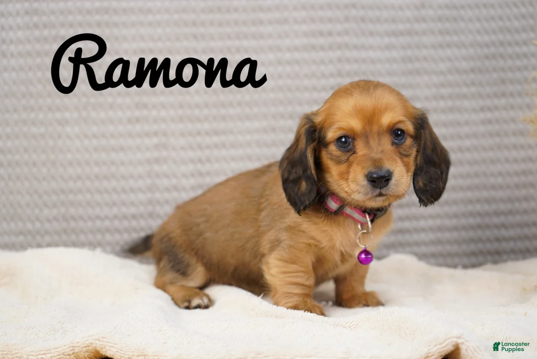 Dachshund dogs for sale: Ramona - Ad 3