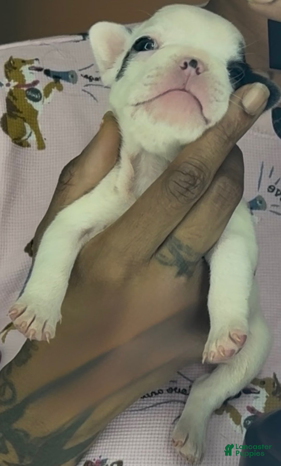 French Bulldog dogs for sale: French Bulldog Puppy 1 - Ad 5