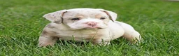 Beabull dogs for sale: Ava - Ad 3