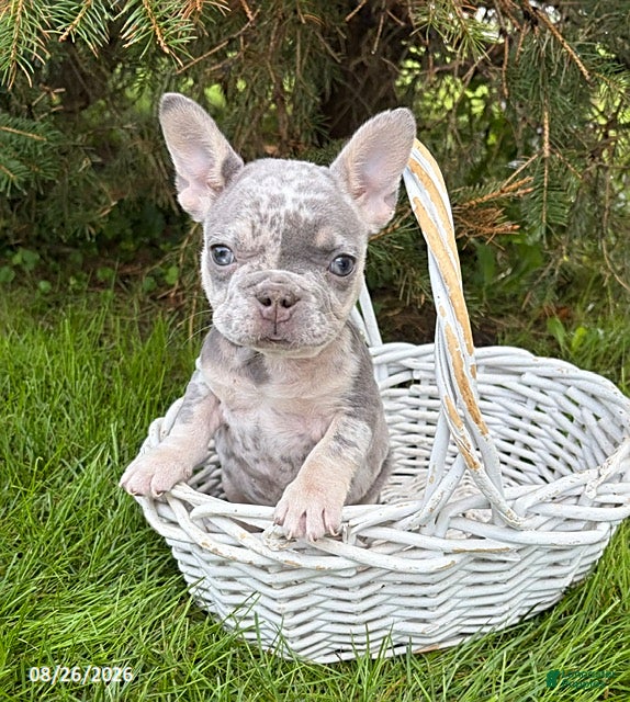 French Bulldog dogs Bruiser - Ad 1