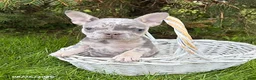 French Bulldog dogs for sale: Bruiser - Ad 1