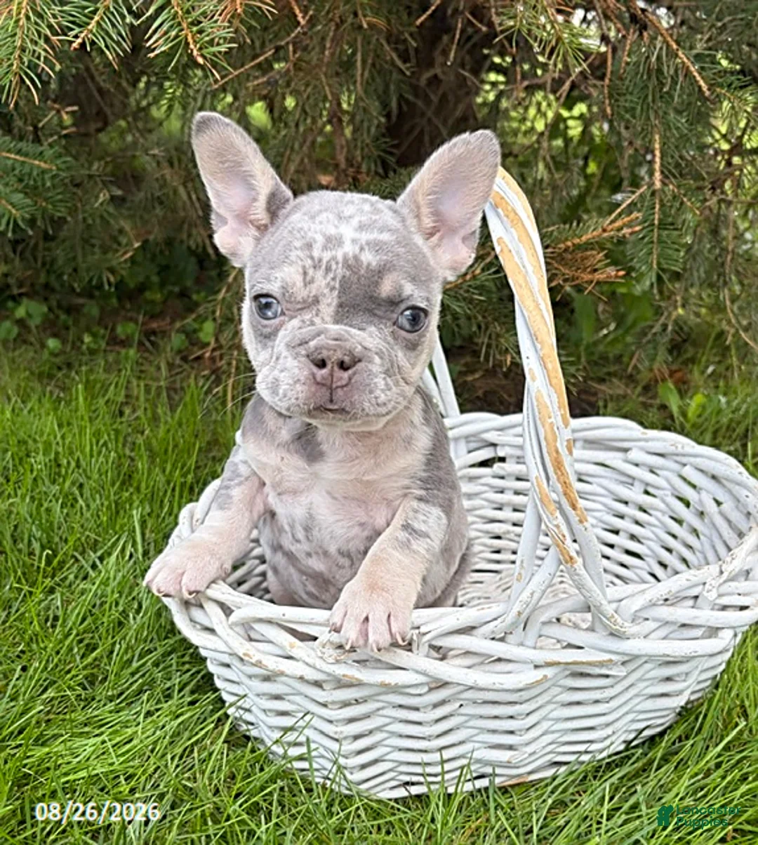 French Bulldog dogs for sale: Bruiser - Ad 1
