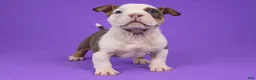 American Bully dogs for sale: Piebald Chocolate Tri Male - Ad 4