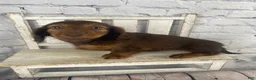 Miniature Dachshund dogs for sale: Emma - Ad 3