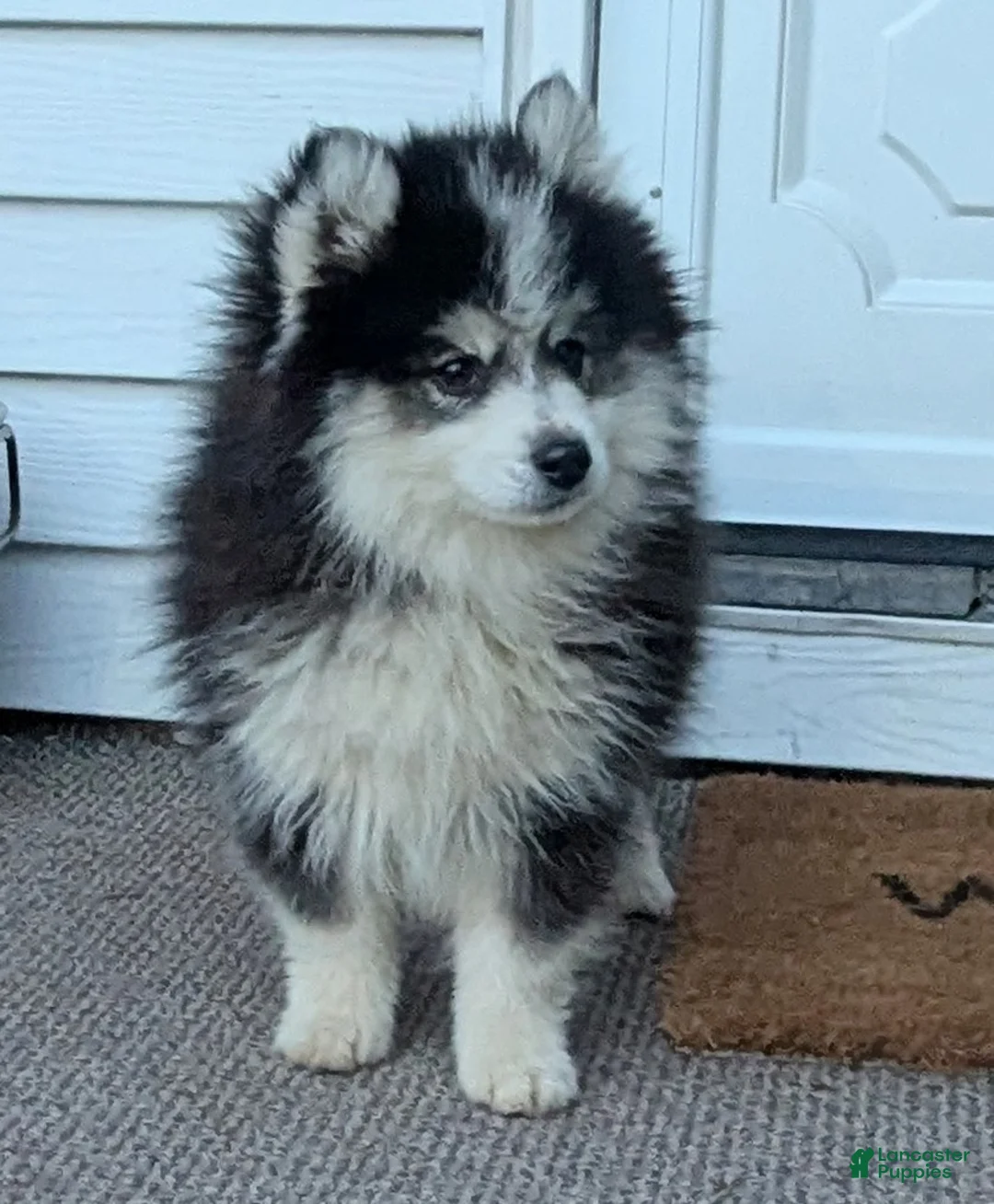 Pomsky dogs for sale: Mr Milo - Ad 5