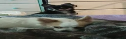 Chihuahua dogs for sale: Pepper - Ad 1
