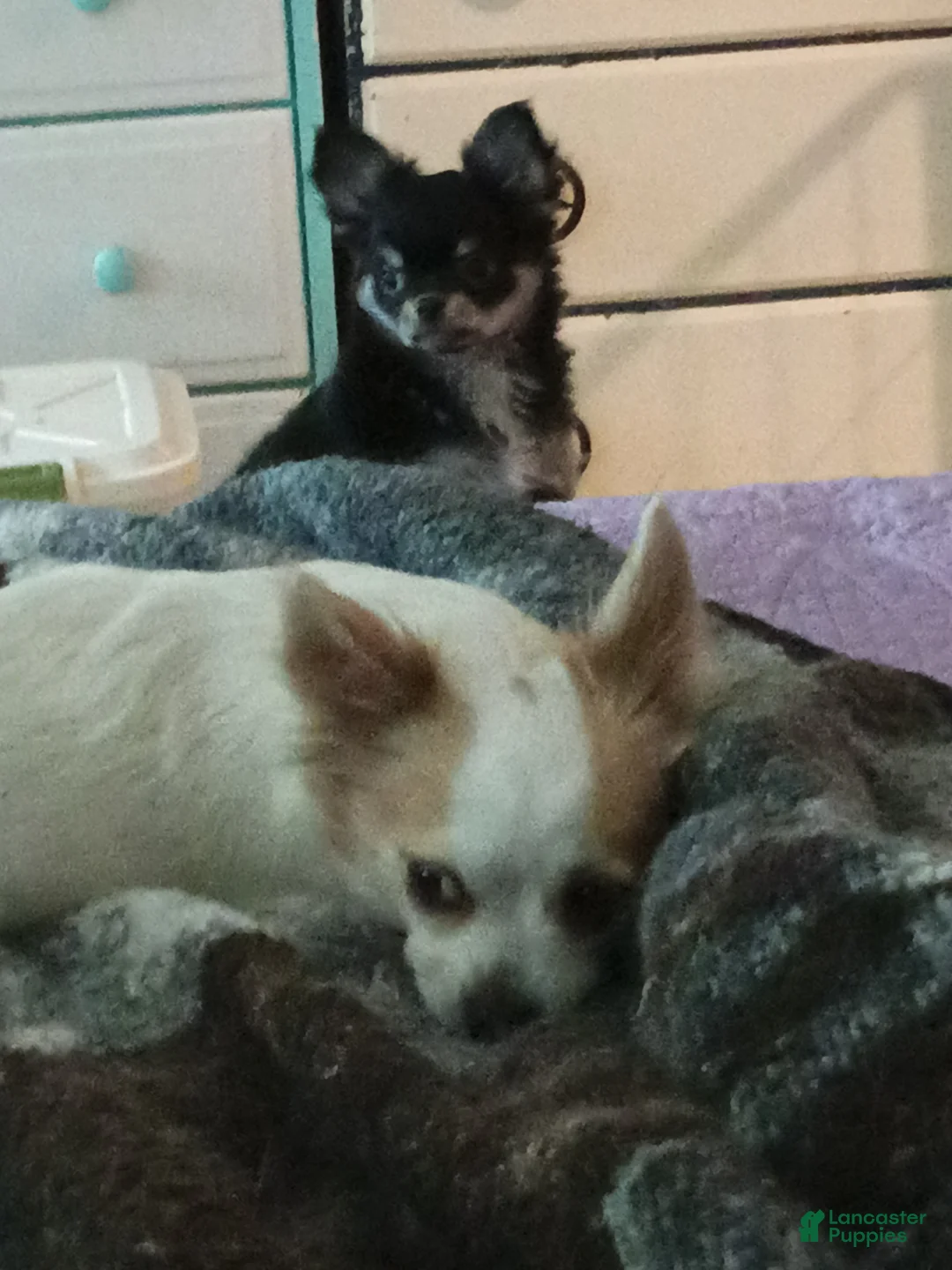 Chihuahua dogs for sale: Pepper - Ad 1