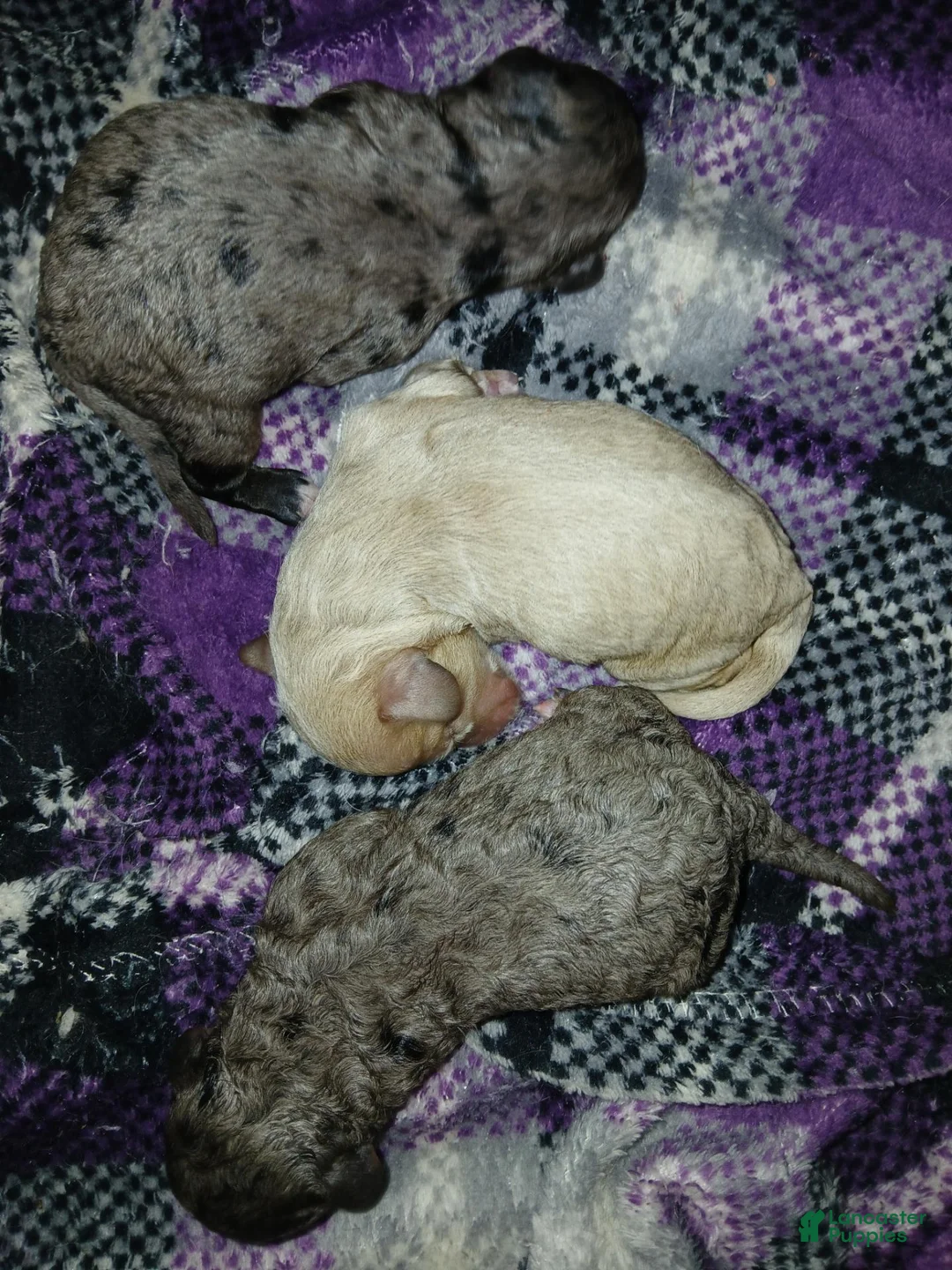 Cavapoo dogs for sale: Cavapoo 3 Twinkle - Ad 26