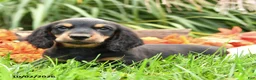 Dachshund dogs for sale: Skip  - Ad 1