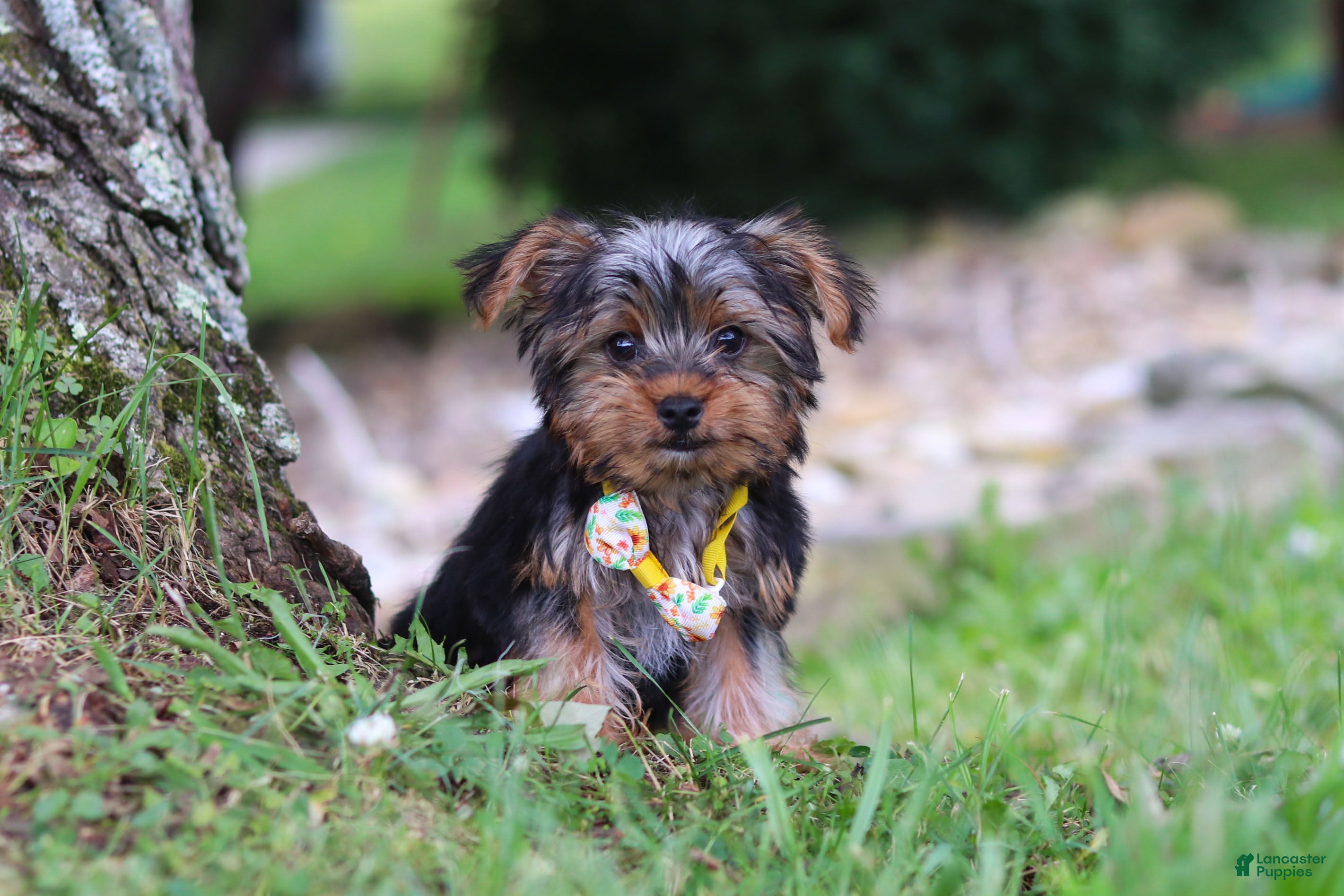 Yorkshire Terrier dogs Bentley - Ad 2