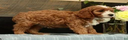 Cavapoo dogs for sale: Fifi - Ad 4