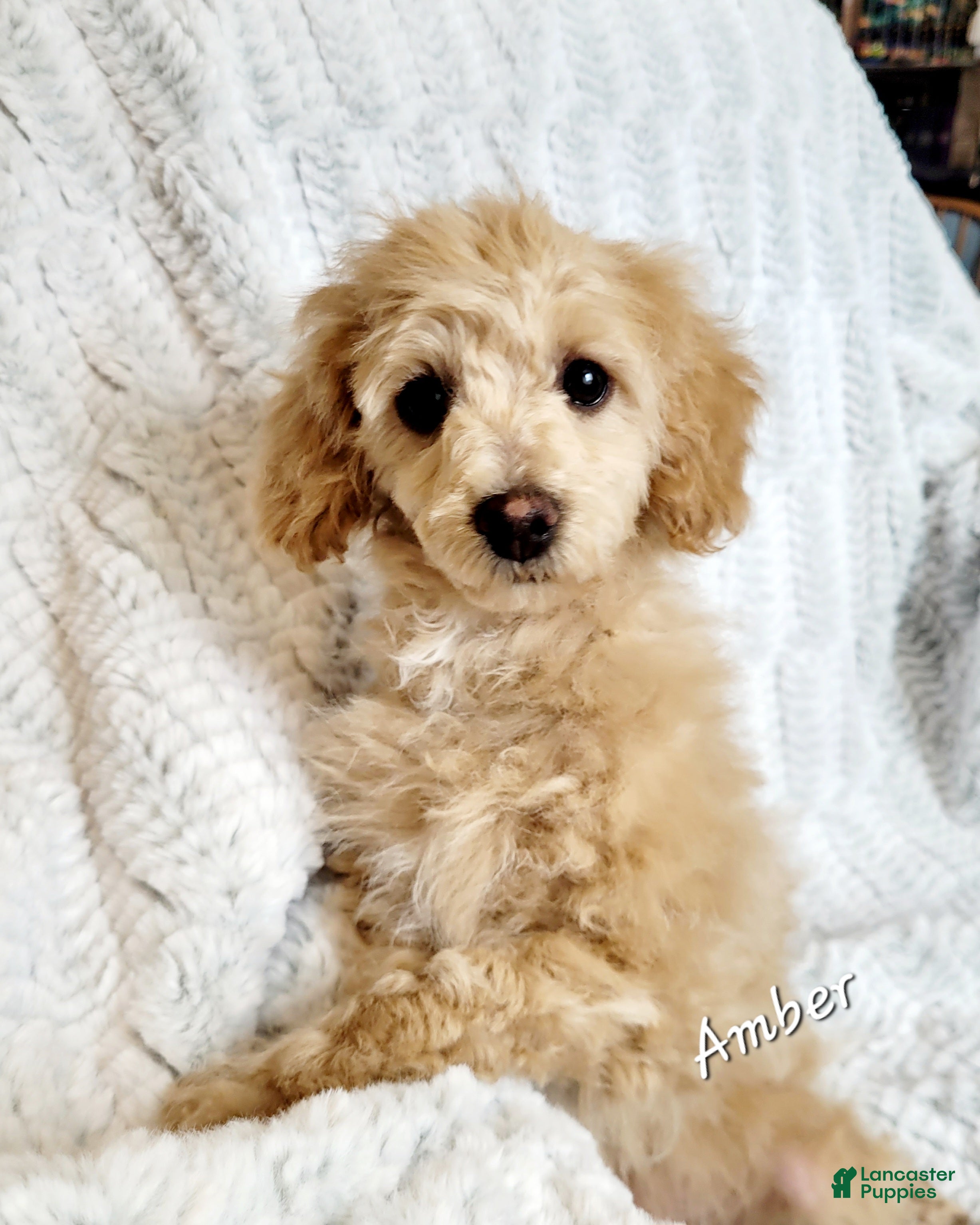 Miniature Poodle dogs Amber  - Ad 20