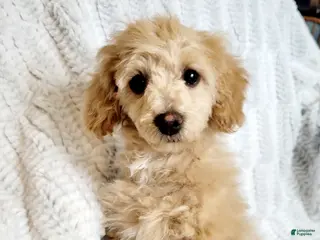 Miniature Poodle dogs Amber - Ad 20