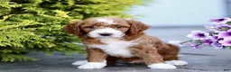 Mini Goldendoodle dogs for sale: Kyle  - Ad 3