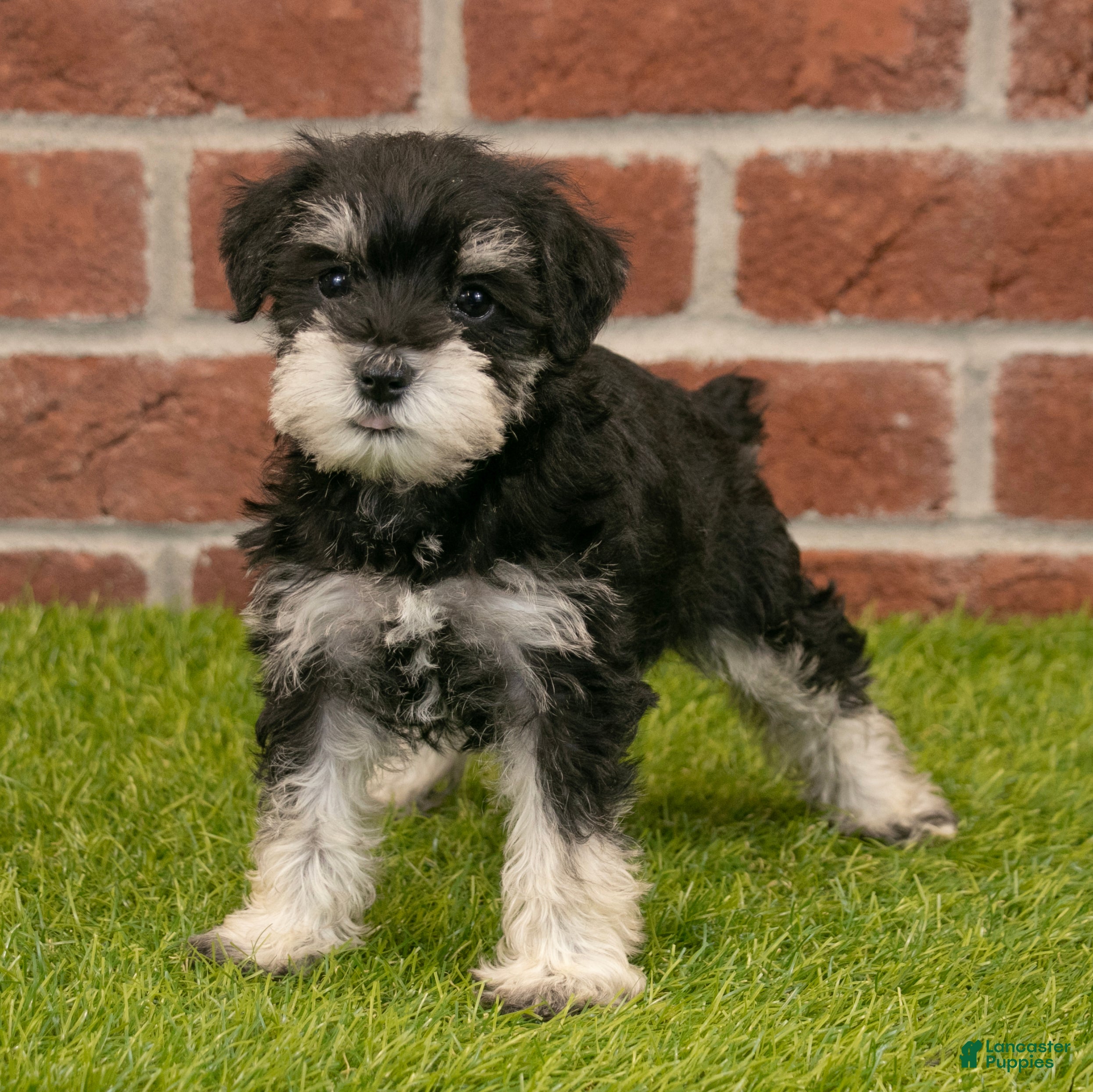 Miniature Schnauzer dogs for sale: Rosie - Ad 4
