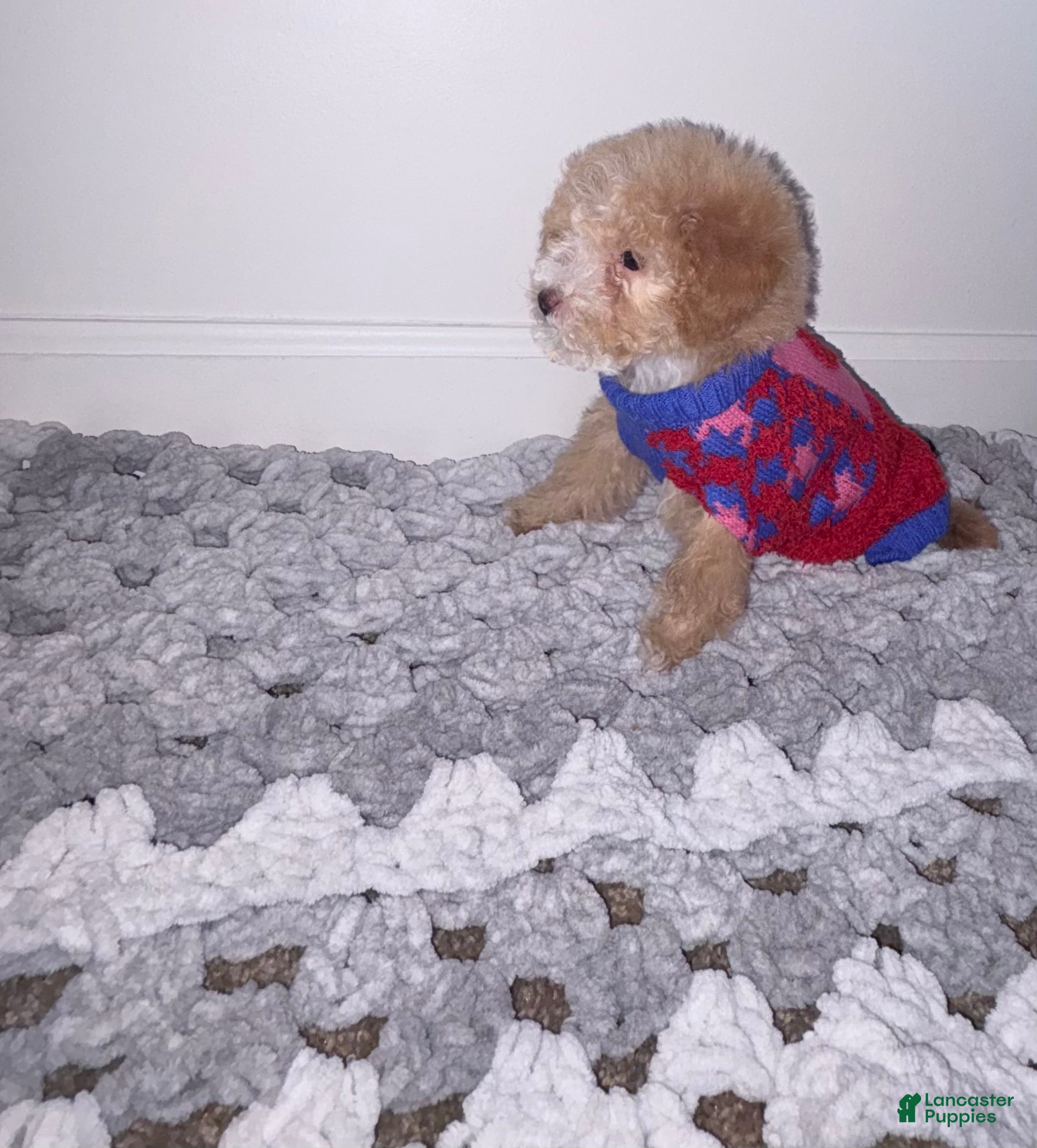 Mini Goldendoodle dogs Mini Goldendoodle ‘Charm’ - Ad 26