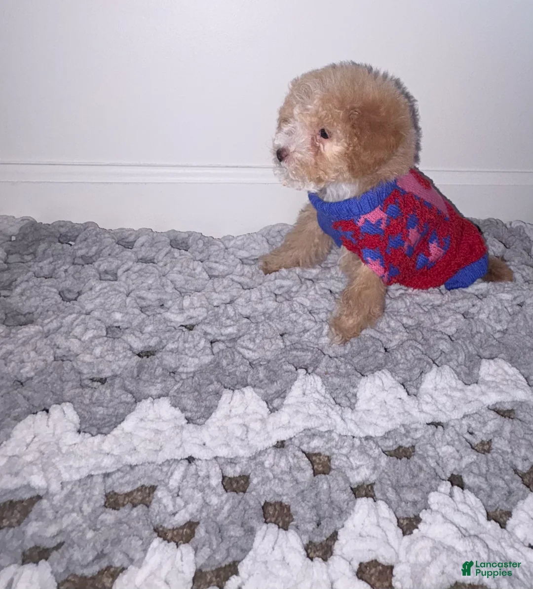 Mini Goldendoodle dogs for sale: Mini Goldendoodle ‘Charm’ - Ad 1