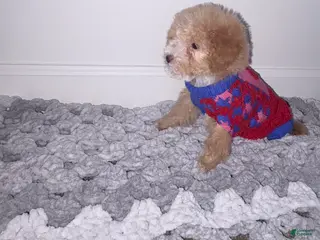 Mini Goldendoodle dogs Mini Goldendoodle ‘Charm’ - Ad 26