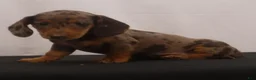 Dachshund dogs for sale: Missy - Ad 7