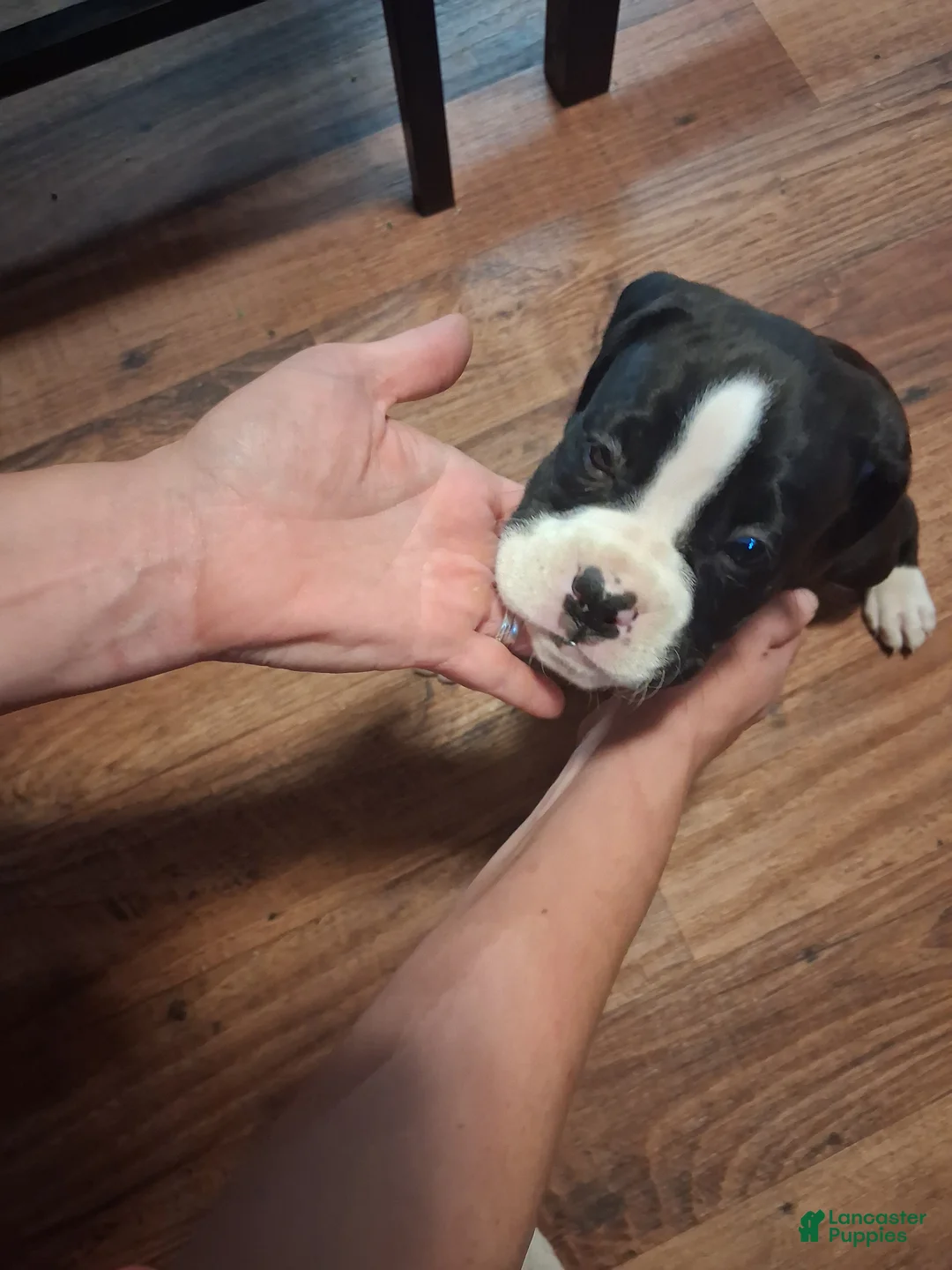 Boxer dogs for sale: Boxer 1 - Ad 2