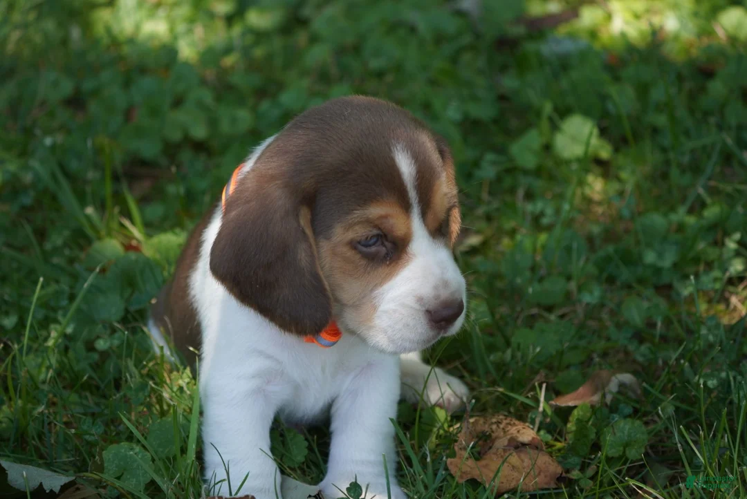 Beagle dogs for sale: Otis - Ad 22