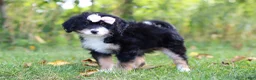 Mini Bernedoodle dogs for sale: Asia💖 - Ad 4