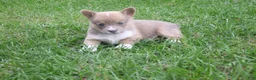 Welsh Corgi Pembroke dogs for sale: Welsh Corgi Pembroke Girl 1 - Ad 3