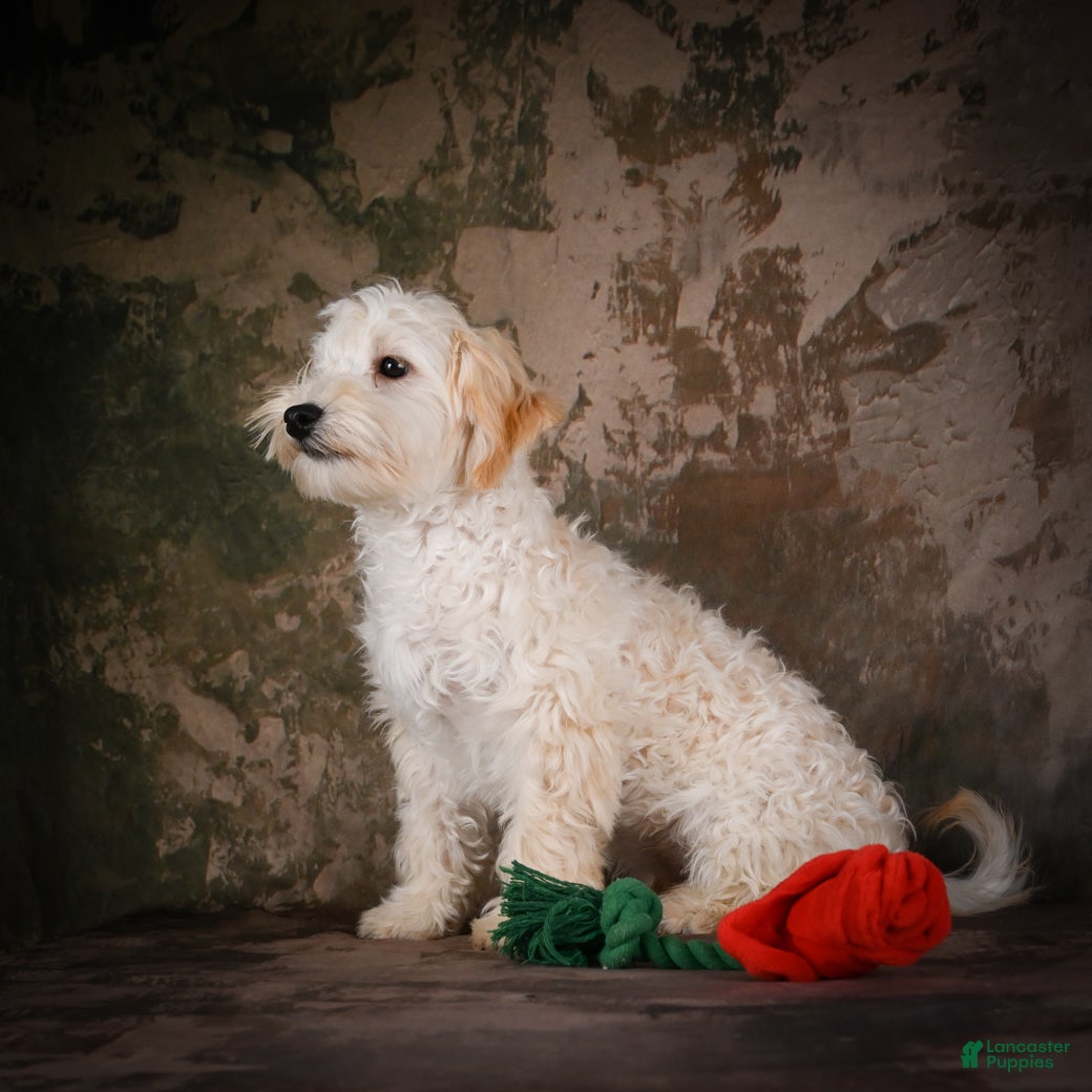 Maltipoo dogs Theodore - Ad 2